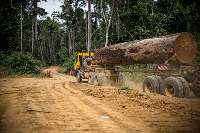 Essential Considerations for Importing Timber into Vietnam