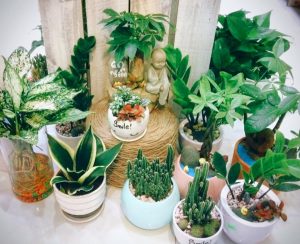 van-chuyen-cay-canh-tu-an-giang-di-trung-quoc-gia-re-duong-bien-chuyen-nghiep