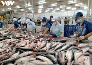 Vận chuyển cá tra từ Cần Thơ đi Anh bằng đường biển