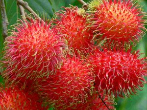 Chuyển phát nhanh chôm chôm Cần Thơ đi Úc