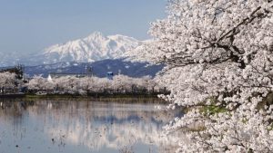 chuyển phát nhanh đi Niigata