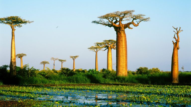Chuyển phát nhanh từ Cần Thơ đi Madagascar uy tín, giá rẻ!