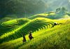 Gửi hàng đường bộ Cần Thơ đi Yên Bái