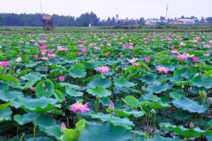 Vận chuyển đường bộ Cần Thơ đi Đồng Tháp