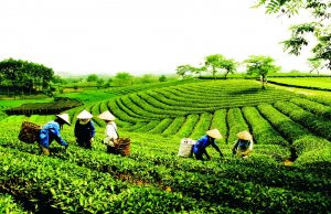 Vận chuyển đường bộ Cần Thơ đi Lai Châu
