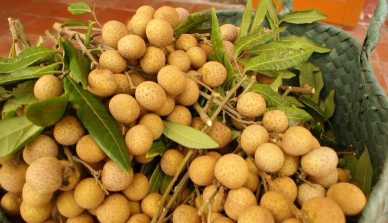 Vận chuyển nhãn Cần Thơ đi Mỹ