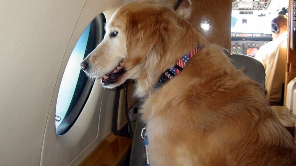 Dịch vụ vận chuyển thú cưng bằng máy bay
