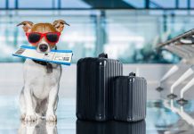 Vận chuyển thú cưng bằng máy bay