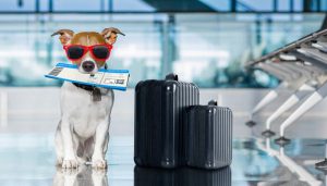 Vận chuyển thú cưng bằng máy bay