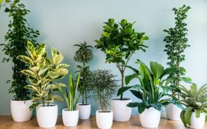 Vận chuyển cây cảnh từ Vũng Tàu đi Hà Nội bằng đường sắt