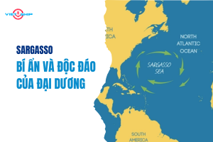 Sargasso: Bí Ẩn Và Độc Đáo Của Đại Dương