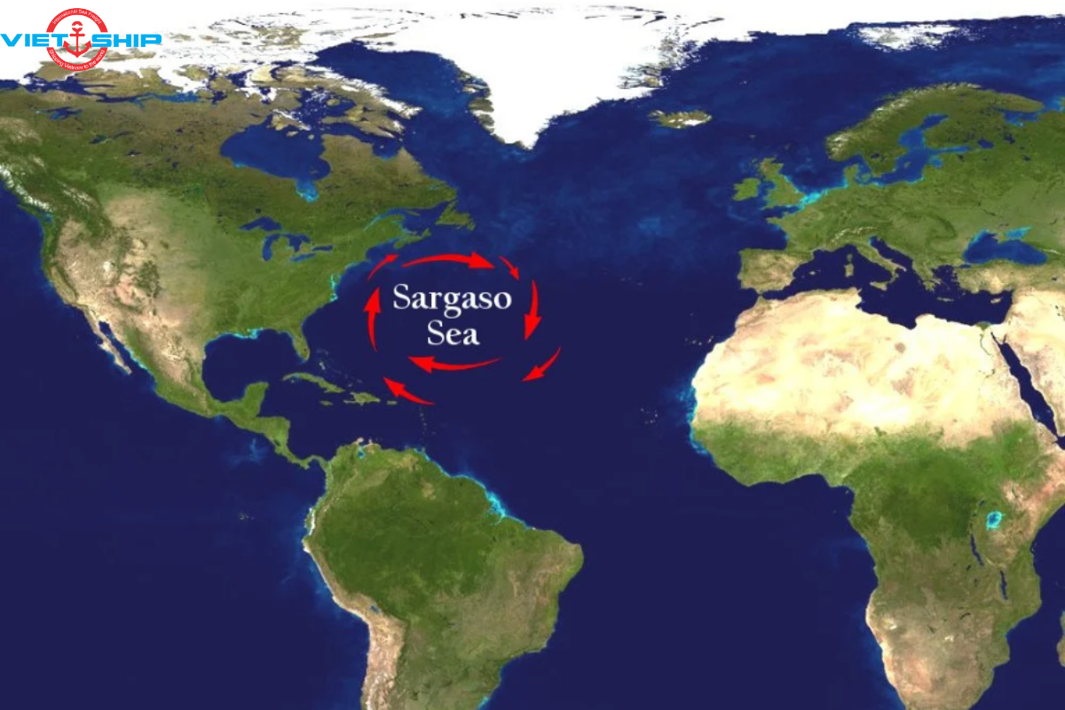 Sargasso: Bí Ẩn Và Độc Đáo Của Đại Dương