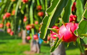 OCEAN FREIGHT SERVICE FOR DRAGON FRUIT EXPORT FROM BINH DUONG TO HONG KONG