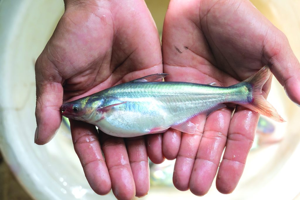 Dịch vụ vận chuyển đường biển hàng Cá Tra đi Thái Lan