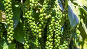 Xuất khẩu hồ tiêu tăng mạnh giữa áp lực nguồn cung và logistics