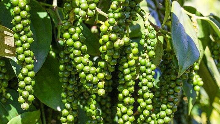 Xuất khẩu hồ tiêu tăng mạnh giữa áp lực nguồn cung và logistics