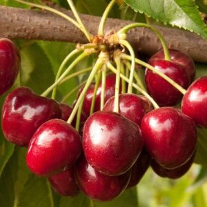 Dịch Vụ Vận Chuyển Đường Biển Cherry Từ Canada Về Việt Nam