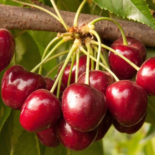 Dịch Vụ Vận Chuyển Đường Biển Cherry Từ Canada Về Việt Nam