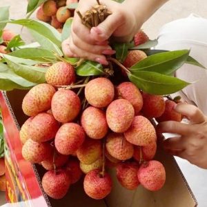 Xuất Khẩu Vải Thiều Sang Philippines – Cơ Hội Tăng Trưởng Cho Doanh Nghiệp Việt