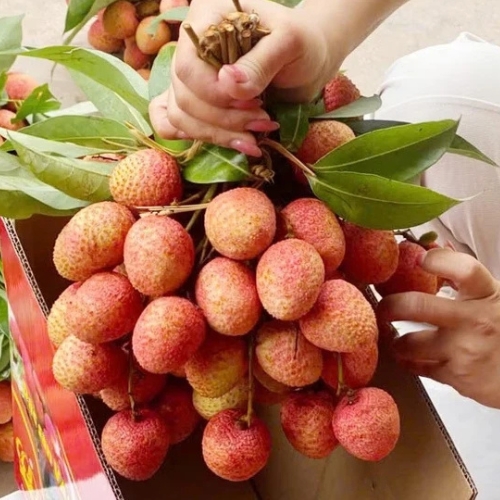 Xuất Khẩu Vải Thiều Sang Philippines – Cơ Hội Tăng Trưởng Cho Doanh Nghiệp Việt
