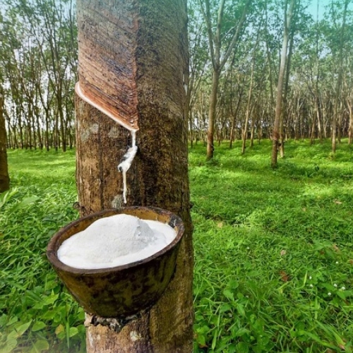 Dịch Vụ Vận Chuyển Cao Su Đi Chennai Bằng Đường Biển